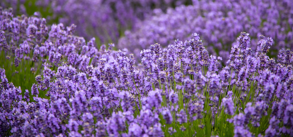 Lavender at Wayward Winds Lavender Farm in Newberg