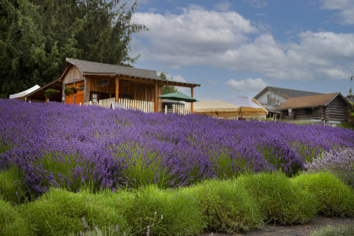Wayward Winds Lavender Farm in Newberg