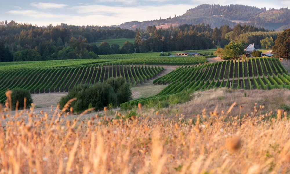 Oregon's Wine Country: What It Is & Why You Should Visit