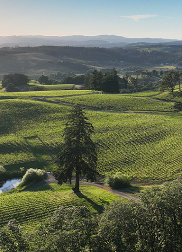 Rolling hills of green vineyards. A single tall tree stands among them.