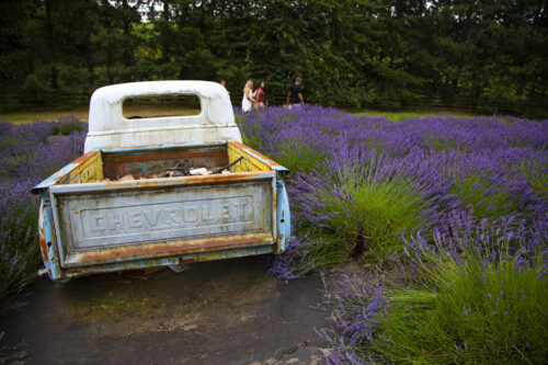 A truck in a field of lavender with people walking in the background.